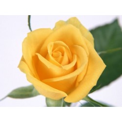 Rose Jaune "Rayon de...