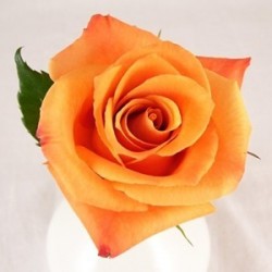 Rose  Orange "Flamme...