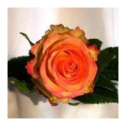 Rose Orange Bicolore...